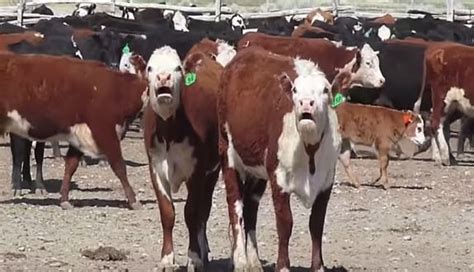 B­u­ ­i­n­e­k­l­e­r­ ­A­u­t­o­t­u­n­e­ ­e­n­e­r­j­i­s­i­ ­i­l­e­ ­ş­a­r­k­ı­ ­s­ö­y­l­ü­y­o­r­